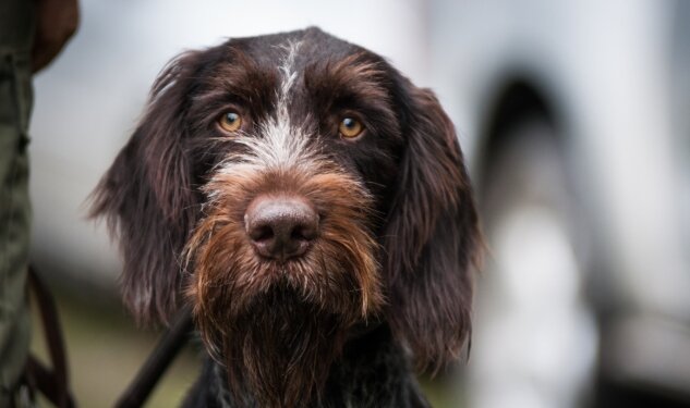 Welcher Jagdhund Passt Zu Mir Jagdpraxis: Praktisches Wissen und Tipps fürs Jagdrevier